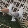 ((جوز روماني (مفصص ومكتف))