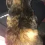 قطة أمريكي شيرازي سوداء