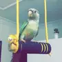 كنيور ضايع