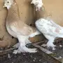 حمام  صفاقي(عراقي)للبيع او البدل