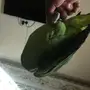 ببغاء يلوكراون امازوني