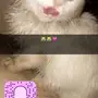قط شيرازي للبيع