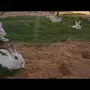 ارانب (بحالة ممتازة جدا)