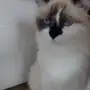 قطة انثى مع قطة ذكر 