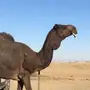 فحل املح