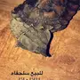 للبيع سلاحف الماتا ماتا 