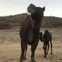للبيع خلفه تحتها قعود