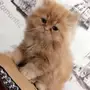قطه للبيع