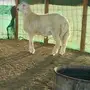 طلي جبر 
