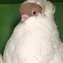جوز هلمت