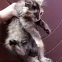قطه للبيع