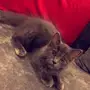 3 قطط شيرازي 