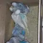 فروخ طيور الحب هولندي