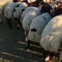 هرافي نعيم 