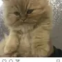 قط شانشيلا مميز 