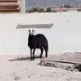 غنم رباع