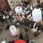 صوص بلدي العمر شهر واسبوعين 