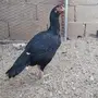 بيض دجاج باكستاني مطلوووب