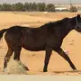 فرسين للبيع انتاج وبونية 