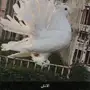(( جوز رقاص(( امريكي بيوررر))