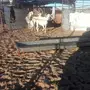 اربع ظان للبيع