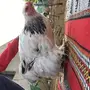 دجاج براهما للبيع 