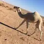 بكره تمامية كفو للبيع 