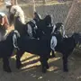هوافي وتيوس