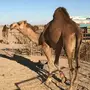 قعود حمر من ابل الراجحي