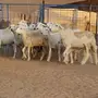 ضأن حريه ممتاز للبيع - كميات وفيرة
