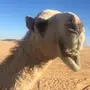 بكره حقه