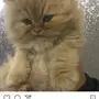 قطط الطايف