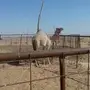 بكرة حقة هجن 