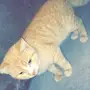 قطط للتبني 
