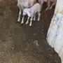 شياه حريات دفيع  للبيع 