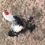 ديكين براهما