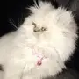 قطه بيرشن 