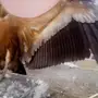 نسر للبيع صحه وسلامه 