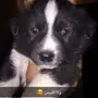 جرو هاسكي مهجن 