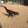 ديك مكس بالجيكي علي تايلندي 