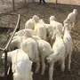 ذبايح حري صغار مع التوصيل