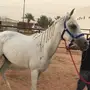 فرس شعبية صفراء لاقح