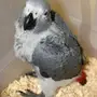 ابغا كاسكو غر