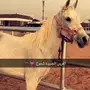 فرس شعبية صفراء لاقح للبيع 