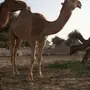 حق تمامي للبيع