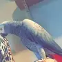 للبيع كاسكو هولندي محجل سوبر جامبو 