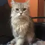 قطة انثى شيرازي 