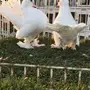 ((جوز جاوا((كرنقو خوارج))