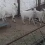 تيوس حص مشروطه 