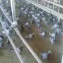 حمام لاحم للبيع